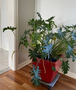 lot 273 image: Philodendron deja vu House Plant