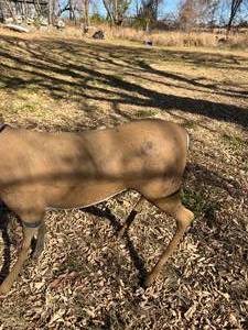lot 185 image: Fake Deer