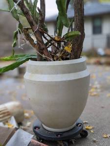 lot 86 image: Very Large Planted Pot with Plant