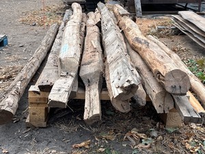 (13) Different Logs -- Approx 10ft Lengths