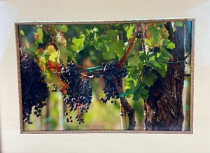 lot 61 image: Framed and Matted Print of Vineyard Grapes on the Vine