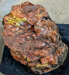 lot 113 image: Incredible Extra Large Specimen of a Petrified Wood Tree Trunk