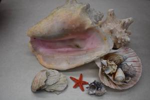 Sea Shells