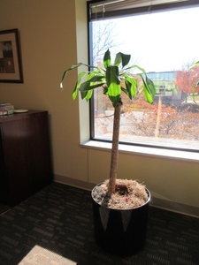 lot 901 image: LARGE, PROFESSIONALLY CARED FOR LIVE PLANT