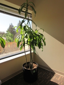 lot 902 image: LARGE, PROFESSIONALLY CARED FOR LIVE PLANT