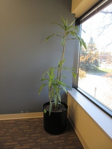 lot 903 image: LARGE, PROFESSIONALLY CARED FOR LIVE PLANT
