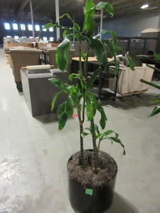 lot 912 image: LARGE, PROFESSIONALLY CARED FOR, LIVE PLANT