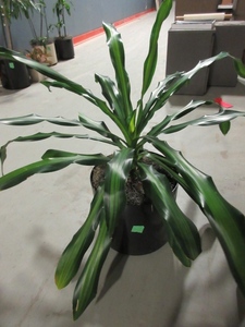 lot 913 image: LARGE, PROFESSIONALLY CARED FOR, LIVE PLANT