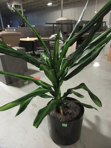 lot 914 image: LARGE, PROFESSIONALLY CARED FOR, LIVE PLANT