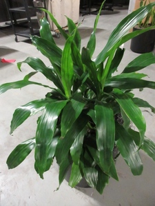 lot 915 image: LARGE, PROFESSIONALLY CARED FOR, LIVE PLANT