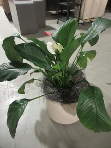 lot 916 image: LARGE, PROFESSIONALLY CARED FOR, LIVE PLANT