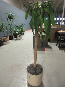 lot 917 image: Halted - please contact affiliate