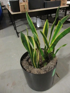 lot 918 image: LARGE, PROFESSIONALLY CARED FOR, LIVE PLANT