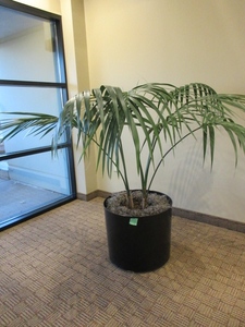 lot 904 image: LARGE, PROFESSIONALLY CARED FOR LIVE PLANT