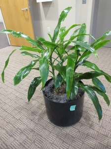 lot 905 image: LARGE, PROFESSIONALLY CARED FOR LIVE PLANT