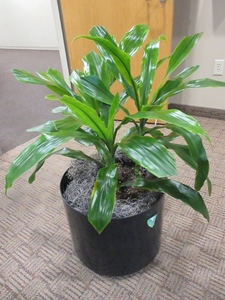 lot 906 image: LARGE, PROFESSIONALLY CARE FOR LIVE PLANT