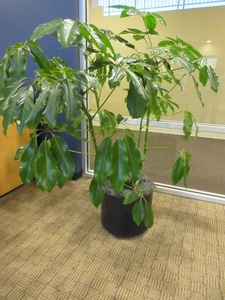 lot 907 image: LARGE, PROFESSIONALLY CARED FOR LIVE PLANT