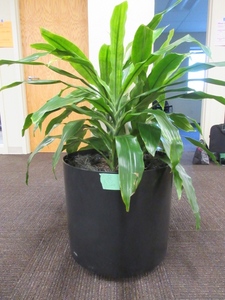 lot 908 image: LARGE, PROFESSIONALLY CARED FOR LIVE PLANT
