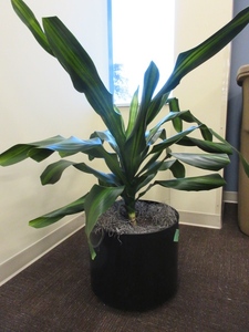 lot 909 image: LARGE, PROFESSIONALLY CARED FOR LIVE PLANT