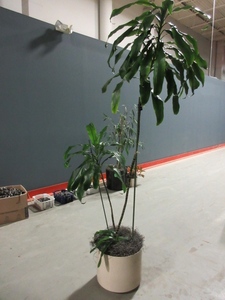 lot 911 image: LARGE, PROFESSIONALLY CARED FOR, LIVE PLANTS