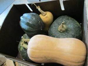 lot 398 image: Box of Assorted Winter Squash...
