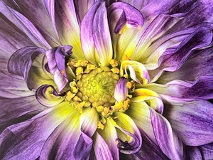 lot 33 image: Large Purple Floral Canvas Print