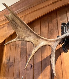 lot 101 image: Adventurous Resin Elk Decor