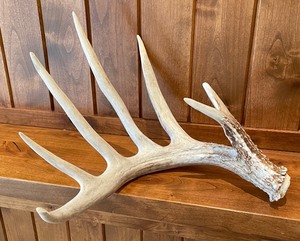 lot 135 image: Two Decorative Antlers