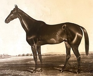 lot 381 image: Wild Irishman Framed Print from Chazin Interiors