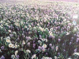 lot 49 image: Large Framed Sea of Flowers Photo by Frederic Joy