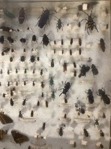 lot 46 image: Antique Bug Collection Display