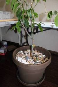 lot 90 image: Meyer Lemon Tree In Large Flowerpot