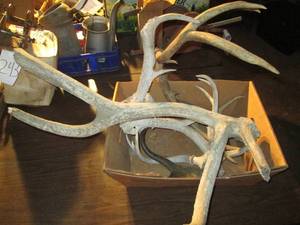 lot 244 image: Box of various antlers (see photos ...