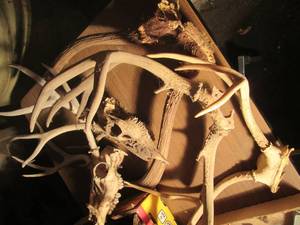 lot 107 image: Multiple sets of antlers, some with...