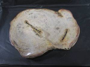 lot 186 image: (FS) Petrified Wood Slab 6 x 4 12...
