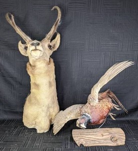 lot 34 image: Taxidermied Pronghorn Antelope and Pheasant in Flight with Log