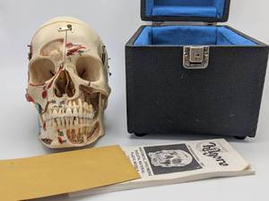 lot 1 image: Kilgore Natural Human Skull MedicalDental