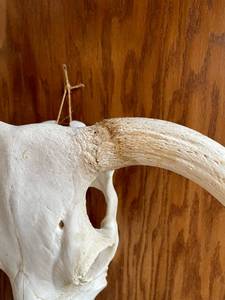 Genuine Cow  Skull