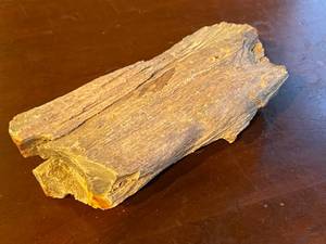 Piece  of petrified wood