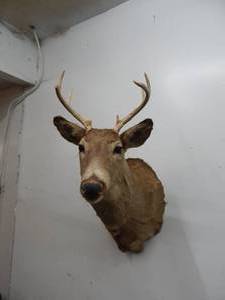 White Tail Buck Deer Mount