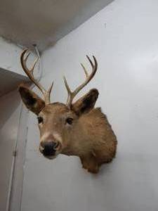 White Tail Buck Deer Mount