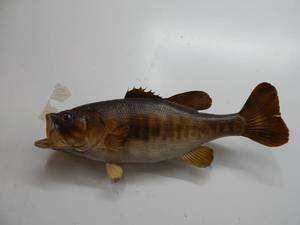 Bass Fish Mount