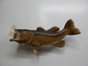 Bass Fish Mount