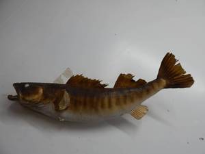 Zander Fish Mount