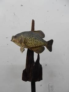 Crappie Fish Mount