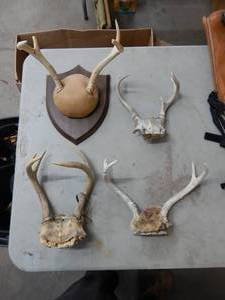 4-Antler Racks