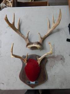 2-Antler Racks