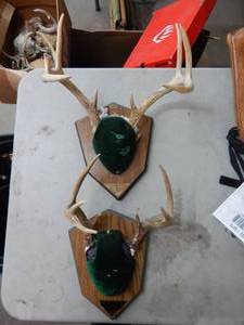 2-Antler Racks
