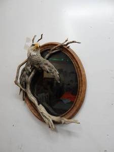 Eagle On Branch Oval Picture Frame