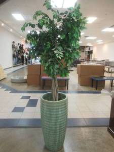 lot 234 image: 7 Ft. Silk Tree in Campania Terracotta Vase.